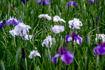 神楽女湖のハナショウブ