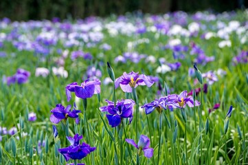 神楽女湖のハナショウブ