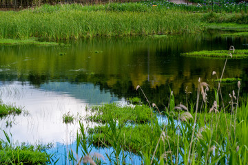 神楽女湖のハナショウブ