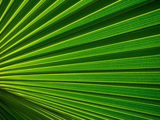 Obraz premium The texture of the green leaf of the palm tree to light