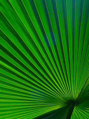 The texture of the green leaf of the palm tree to light
