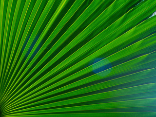 Obraz premium The texture of the green leaf of the palm tree to light