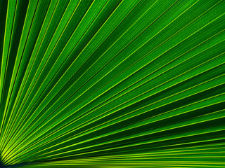 The texture of the green leaf of the palm tree to light