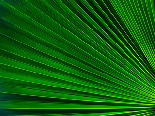 The texture of the green leaf of the palm tree to light