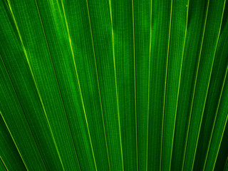 The texture of the green leaf of the palm tree to light