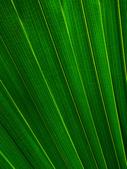 The texture of the green leaf of the palm tree to light