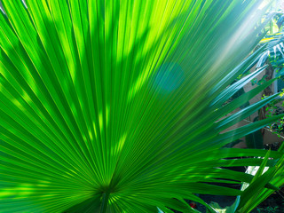 Obraz premium The texture of the green leaf of the palm tree to light