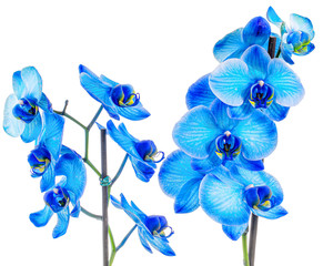 Naklejka na ściany i meble Beautiful Blue inked Orchid white background isolated closeup macro