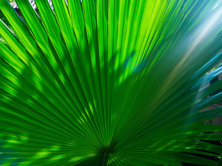Obraz premium The texture of the green leaf of the palm tree to light