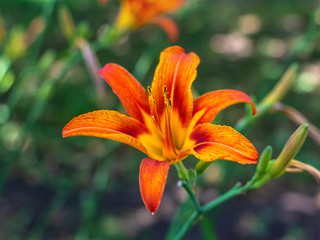 Obraz premium Orange Lily on the lawn of the city Park