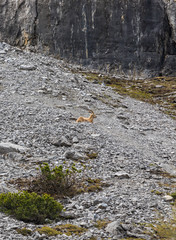 Wild animal on Alps, ibexes on the mountain slope