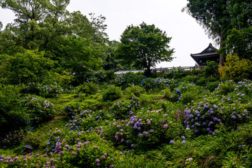 普光寺のアジサイ