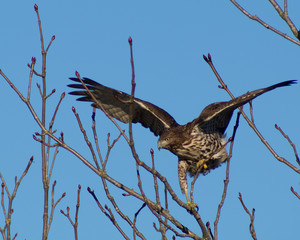 red-tailed hawk, Buteo jamaicensis, perched on the top of a tree with wings spread, against a deep blue sky