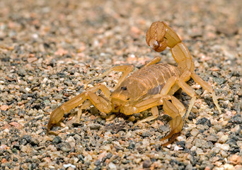 yellow ground scorpion, Paravaejovis confusus, facing camera on sand 