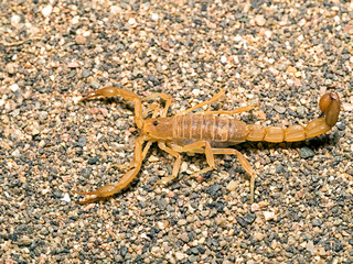 yellow ground scorpion, Paravaejovis confusus, side view on sand 