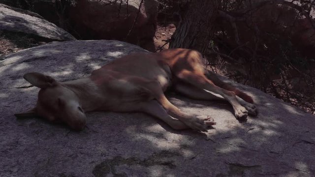 A rabid dog lies on a stone in convulsions