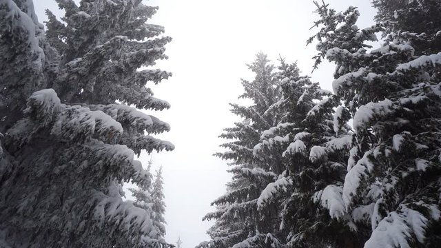 Pov move, walk, drive under forest pine trees covered with snow at foggy weather