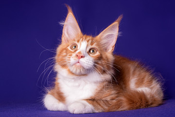 Adorable cute kitten on blue background in studio, isolated.