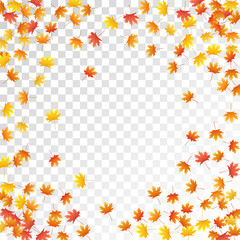 Maple leaves vector illustration, autumn foliage on transparent background.