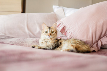 cat in bed