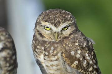 athene cunicularia
