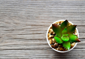 Decorative succulent plant in a white pot on old wooden background with space for text.Top view.