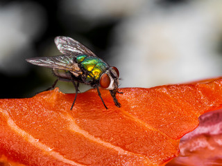 Greenbottle blow fly, Lucilia species, feeding on sockeye salmon carcass, side view