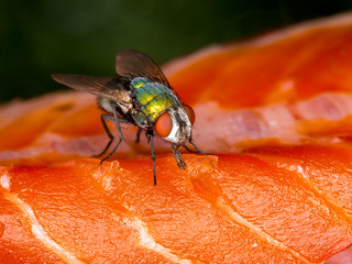 Greenbottle blow fly, Lucilia species, feeding on sockeye salmon carcass, 3/4 view