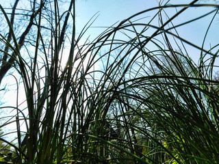 Tall onion grass from below