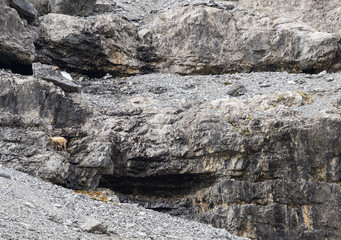 Wild animal on Alps, ibexes on the mountain slope