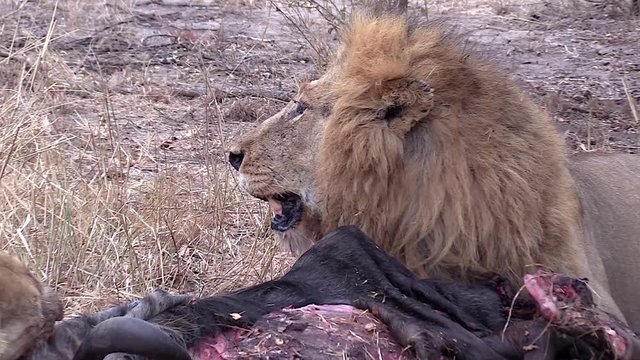 Close-up of two lions having an altercation over a carcass in Greater Kruger National Park