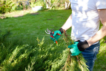 Naklejka premium Portrait of Young gardener cutting green bush. Man working in his own garden. Summertime concept. Close up.