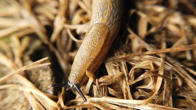 Traveling slug in the same direction