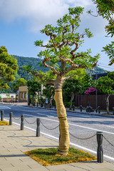 Interesting shape tree in tottori