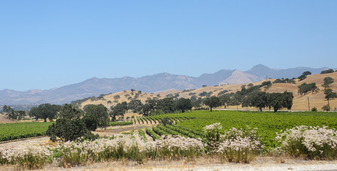 Fototapeta na wymiar Vineyards and landscape in Central California.