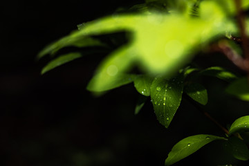 Green Leaf with Water Drops