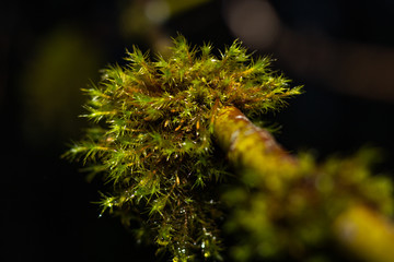 Green Moss on a Branch