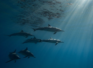 dolphin and sunrays