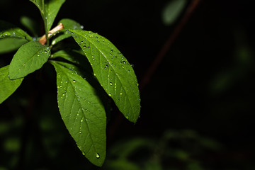 Green Leaf with Water Drops