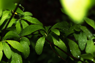 Green Leaves with Water Droplets