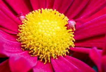 Close up de margarida vermelha