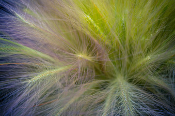 Close-up ears of foxtail barley. Hordeum jubatum. Spectacular background. Toned photo, soft focus.
