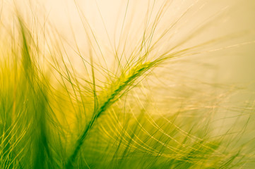 Close-up ears of foxtail barley. Hordeum jubatum. Spectacular background. Toned photo, soft focus.