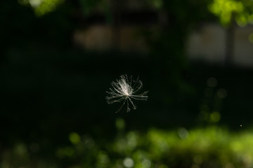 A macro view on the seed of a common dandelion (taraxacum), airborne in nature. Copy-space to the sides.