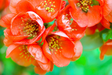 Close up of red flowers on bush branch. Blooming bush with green leaves and red