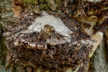 An old tree trunk bark, infected by fungal plant pathogen. White tree fungus