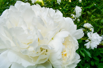 Close up beautiful blooming white peony in garden. Fluffy white peon petals