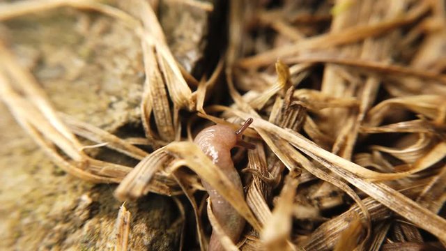 Traveling slug in the same direction