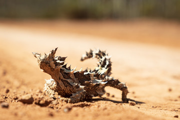 Thorny Devil