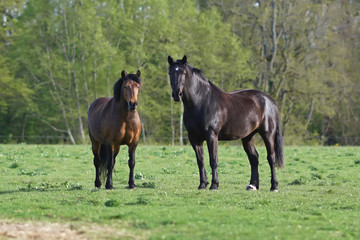 Two thoroughbred brown Latvian riding horses standing outdoors on a pasture in spring